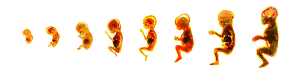 Embrión de 8 semanas de embarazo